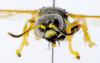 Gorytes quinquecinctus